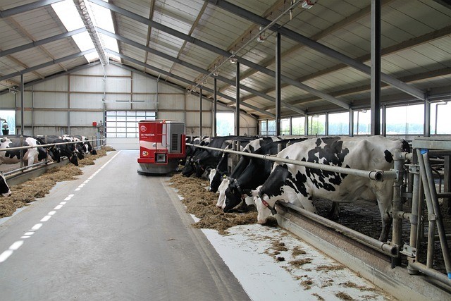 Dairy Farm With Cows Feeding